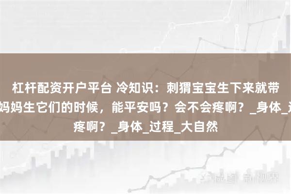 杠杆配资开户平台 冷知识：刺猬宝宝生下来就带刺，那刺猬妈妈生它们的时候，能平安吗？会不会疼啊？_身体_过程_大自然